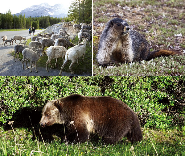 캐나다 로키 지역에는 다양한 야생동물이 살고 있으며 트레킹 도중이나 운전 중 도로에서 야생동물을 만날 수 있다. 왼쪽부터 산양, 마못, 불곰.
