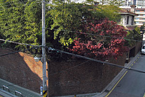 박 전 대표 자택 정문으로 들어서는 골목길. 담장 위로 대나무가 크게 자라있다.