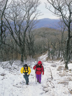 겨울산의 명코스로 꼽히는 고루포기산 정상 오름길.