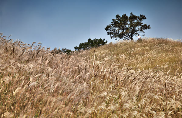 가을의 정취를 즐기는 데는 억새가 으뜸. 경기도 포천에 있는 명성산 삼각봉으로 오르는 능선 주변이 온통 억새로 뒤덮여 있다. ⓒphoto 유창우 영상미디어 차장