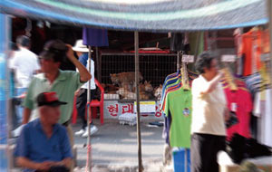 성남 모란시장 입구에서 가장 오른쪽 길을 따라가면 30여개의 식육견 취급 점포들이 늘어서 있다. ⓒphoto 김지은