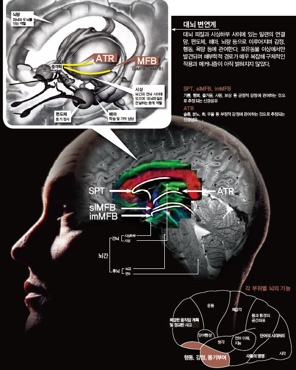 가천대 조장희 석좌교수가 세계 최초로 발견한 4개의 뇌 신경섬유 ATR, SPT, sIMFB, imMFB. 조장희 박사팀은 초고해상도 촬영기기인 7.0T PET-MRI를 이용해 살아있는 사람의 뇌를 가로 세로 1mm 단위로 촬영한 후 3차원으로 복원해 뇌 백질 지도를 완성하는 과정에서 이 섬유들을 찾아냈다. 백질 부분은 DTI(Diffusion Tenor Imaging)라는 특수 프로그램을 이용해 3가지 색으로 표현했다.