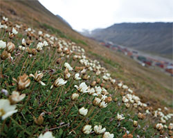 북극 담자리꽃나무 ⓒphoto 지오북