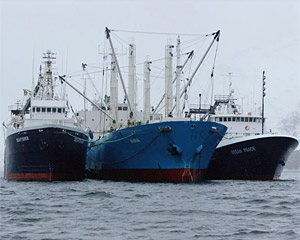 통일교는 베링해에서 참치를 잡는다. 시애틀에 있는 ㈜오션피스의 선박들이 올리는 어획고 수입이 뉴요커호텔 수익보다 많다고 했다. ⓒphoto 통일재단