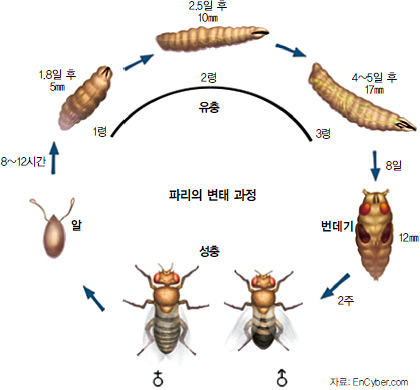 유병언 사망 미스터리 ‘사체 해부자’ 구더기는 알고 있다