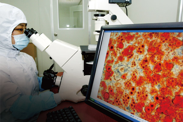 서울시 금천구 가산동에 있는 케이스템셀 기술연구원에서 연구자가 분화된 줄기세포를 관찰하고 있다.