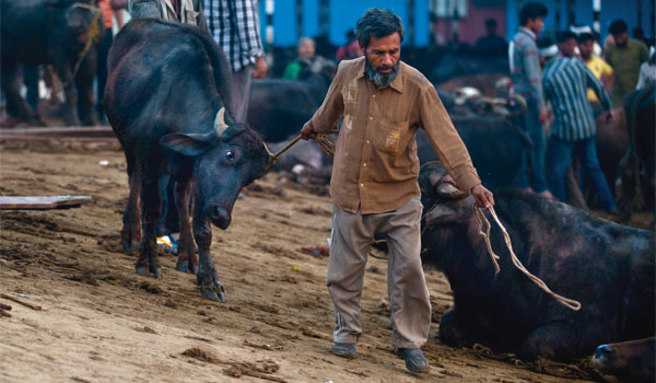 인도 뉴델리 인근의 가지푸르 도축장에서 소를 끌어내고 있다. 인도는 세계 2위의 소 수출국이다. 지난해 소를 신성시하는 힌두민족주의 성향의 나렌드라 모디 총리가 집권한 후 소 도축 관련 법을 강화해 인도 도축산업 전체가 위기에 처해 있다. ⓒphoto AP