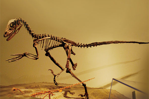 미국 시카고 필드자연사박물관 내 데이노니쿠스 골격 전시품. 공룡이 변온동물이 아닐지 모른다는 단서가 된 게 데이노니쿠스에 대한 연구다. ⓒphoto 위키피디아