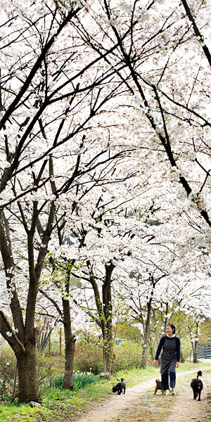 묘목으로 심은 벚나무가 16년 만에 꽃 터널을 만들 만큼 자랐다. ⓒphoto 김종연 영상미디어 기자