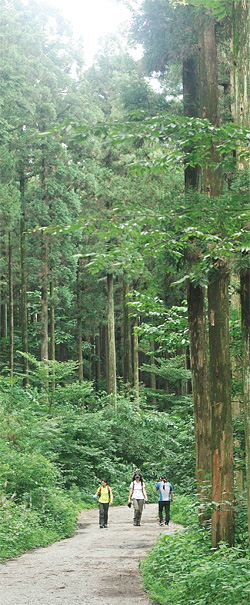축령산 편백숲