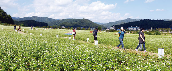100만㎡에 이르는 밭에 소금처럼 하얗게 꽃이 핀 평창 효석문화마을의 메밀밭.