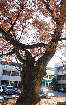 홍성군청 마당의 수령이 650여년으로 추정되는 충청남도 기념물인 오관리 느티나무.