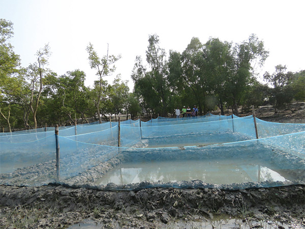 순다르반에 있는 비타르카니카 람사르섬. NGO의 도움으로 양어장 시험을 하고 있다.