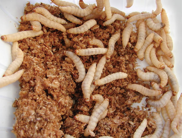 최근 플라스틱을 먹는다는 사실이 발견된 꿀벌부채명나방 애벌레.