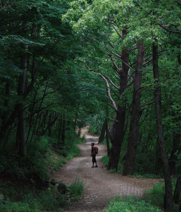 달둔 가는 길. 아름드리 노송과 활엽수림이 우거진 숲길이다.