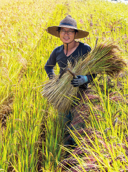우보농장 이근이 대표가 토종쌀을 추수하고 있다. ⓒphoto 이신영 영상미디어 기자