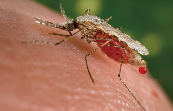 말라리아 매개 얼룩날개모기 ⓒphoto 미국 질병통제예방센터