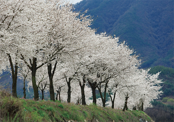 금강마실길의 종점 서면마을 벚꽃길. 무주읍까지 약 4㎞에 이르는 벚꽃나무 가로수길이 장관이다.