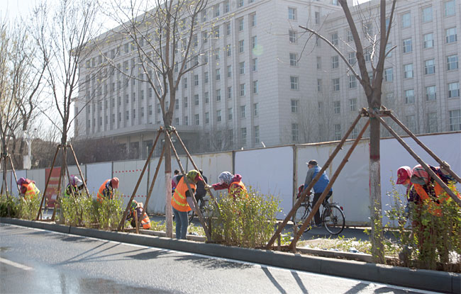 지난 4월 8일 톈진시 시내에 시민들이 나무를 심고 있다. ⓒphoto 한준호 영상미디어 기자