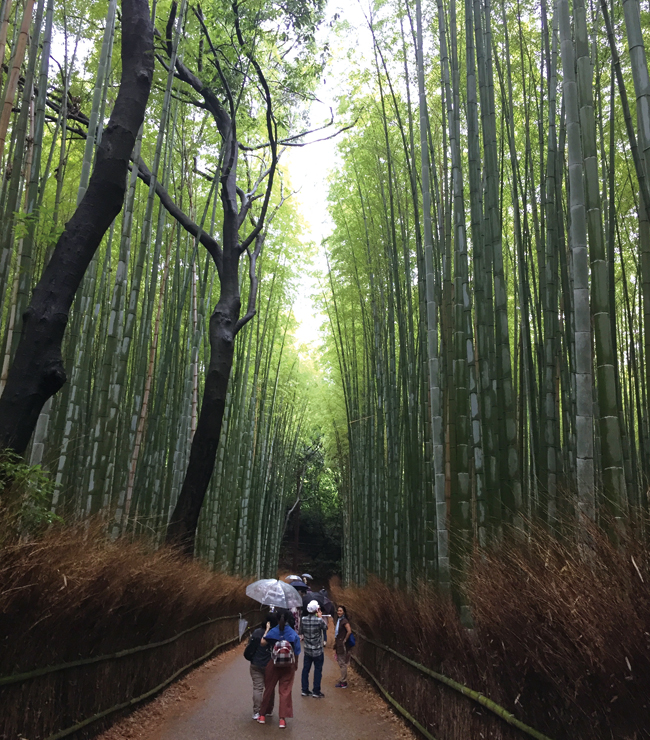 아라시야마를 상징하는 대나무숲 ‘지쿠린’.