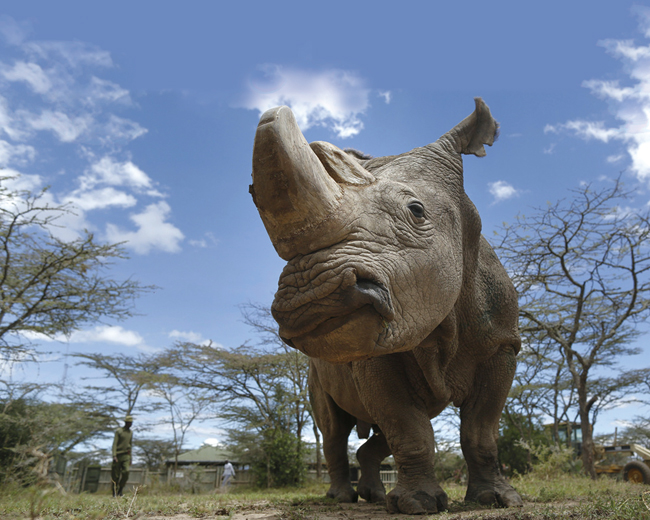전 세계적으로 두 마리만 살아남은 북부흰코뿔소. ⓒphoto AP
