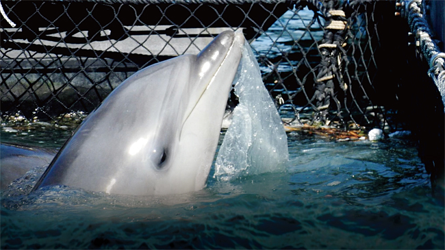 플라스틱 백을 물고 있는 돌고래. 고래와 돌고래의 50% 이상이 플라스틱을 먹는 것으로 알려졌다. ⓒphoto dolphinproject.com