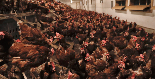 지구상에서 닭은 230억마리가 사육되고 있다. ⓒphoto 뉴시스