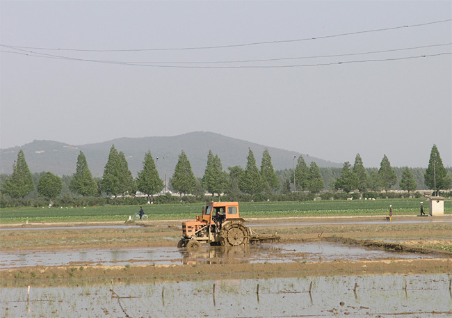 북한 평양의 농업과학원에서 촬영한 모내기 작업 모습.