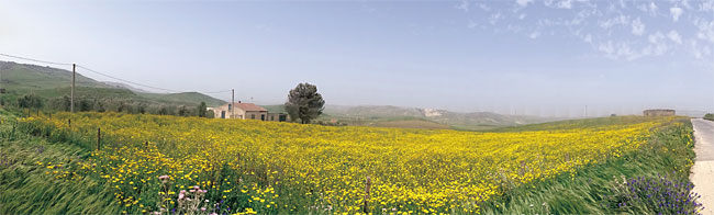 시칠리아는 섬 전체가 꽃 천지다. 검붉은 아네모네와 노란색 야생 펜넬이 들판에 가득하다.