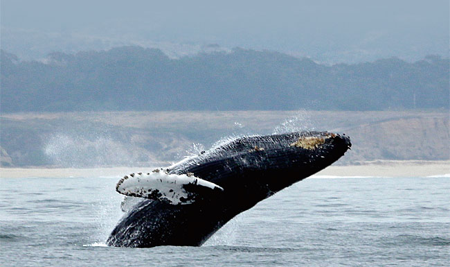 수면 위로 솟구치는 혹등고래. ⓒphoto 뉴시스