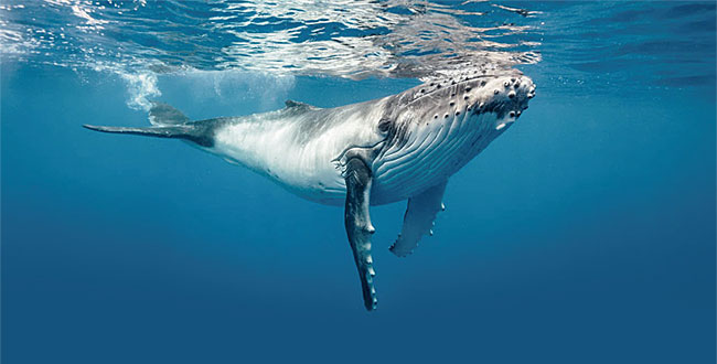 일명 흰긴수염고래로도 불리는 대왕고래. ⓒphoto 뉴시스