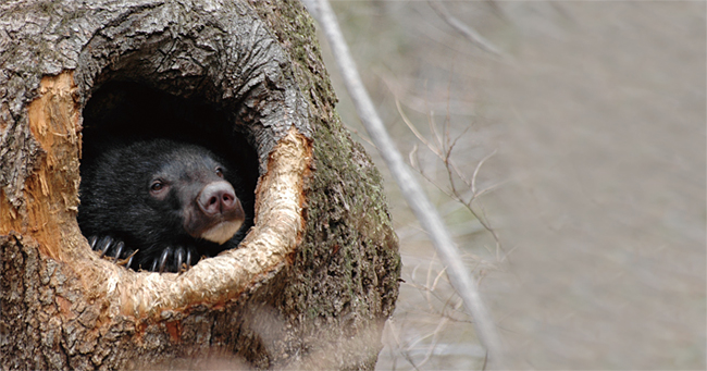 나무 속에서 겨울잠을 자는 지리산 반달곰. ⓒphoto 뉴시스