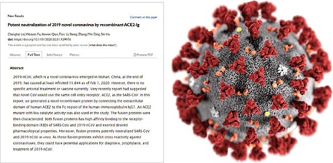 (좌)스파이크 단백질을 다른 물질과 결합시키는 방법을 찾아낸 중국 상하이 제2군사의과대학 창젱병원과 차오퉁대 의대 공동연구팀의 연구 논문. (우)코로나19 바이러스를 확대한 모습. 표면에 돌기처럼 튀어나온 것이 인체 세포의 ACE2 수용체에 들러붙는 스파이크 단백질이다.