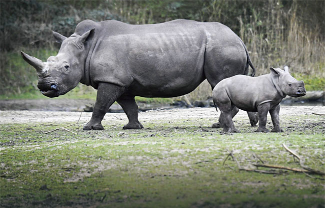 대표적 멸종 위기종인 아프리카 흰코뿔소. ⓒphoto 뉴시스