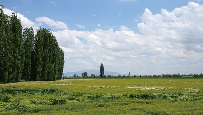 차탈회위크 유적지 인근의 야생 밀밭.
