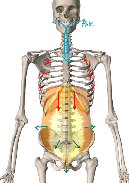 숨을 들이마실 때 횡격막 근육과 갈비뼈 사이 근육이 수축하면서 흉곽의 공간이 넓어지며 공기가 들어온다(빨간색 화살표). 이때 횡격막이 수축하며 복부 쪽으로 밀어내는 압력이 만들어져 허리 둘레가 360도로 바깥 방향으로 부풀게 된다(초록색 화살표).