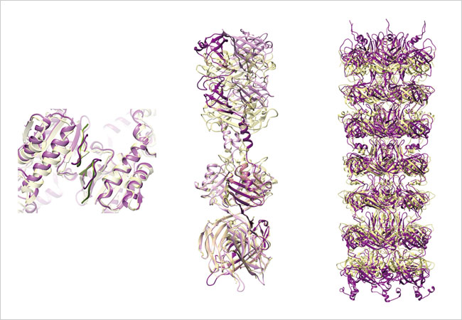 2018년 CASP 대회에서 석차옥 교수 그룹이 잘 예측한 단백질 복합체 구조들. 보라색이 석 교수 그룹이 예측한 구조이고, 노란색은 실험에서 확인된 구조다. 거의 같다. 자료 : 석차옥 교수