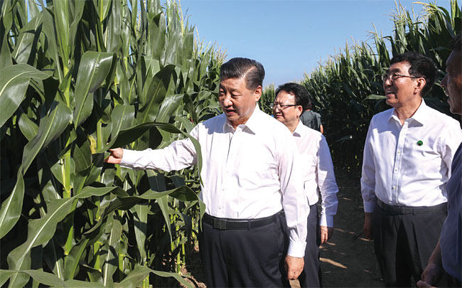 지난 7월 지린성 옥수수 농장을 방문한 시진핑 주석. ⓒphoto 뉴시스