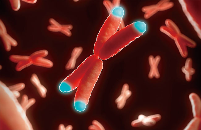 텔로미어는 DNA 염기서열을 보호하는 염색체 끝부분으로 텔로미어 길이가 짧아지는 것이 곧 노화를 의미한다. ⓒphoto genengnews.com