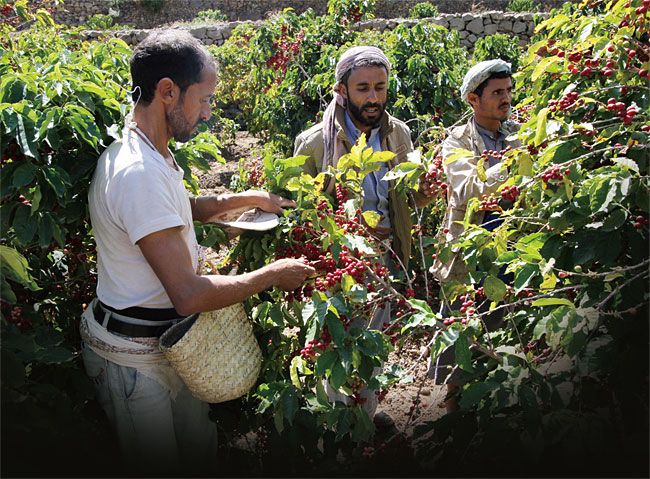 예멘 수도 사나 인근 하라즈 지방의 커피 농장에서 농부들이 커피를 수확하고 있다. ⓒphoto 뉴시스