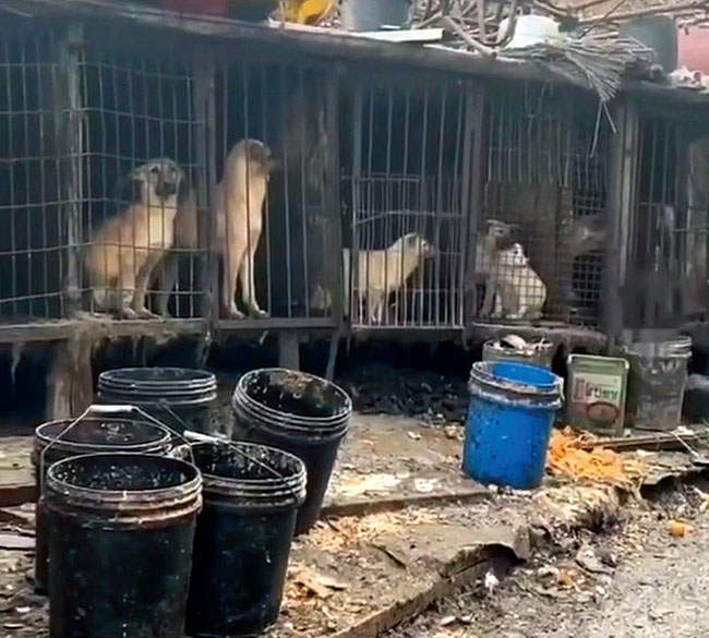 경기도 남양주 왕숙지구에서 ‘알박기’에 활용되고 있는 개들의 모습. 온갖 오물이 뜬장 주변을 뒤덮고 있다. ⓒphoto 세이브코리언독스