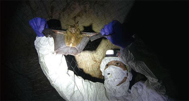 태국 사이욕 국립공원의 박쥐 동굴에서 코로나 바이러스를 추적 중인 과학자들. ⓒphoto 뉴시스