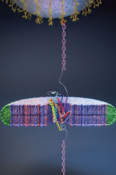 GPCR막단백질을 자석으로 잡아당겨 푸는 모습을 묘사한 그림. ⓒphoto 윤태영 교수