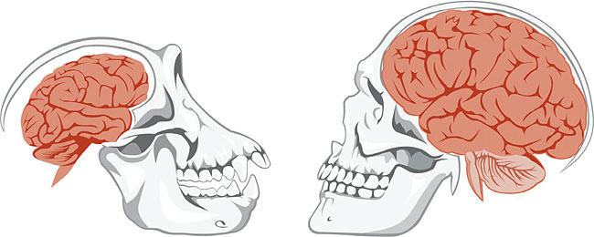 침팬지의 뇌(왼쪽)와 인간의 뇌. 인간의 뇌가 3배쯤 더 크다. ⓒphoto 셔터스톡
