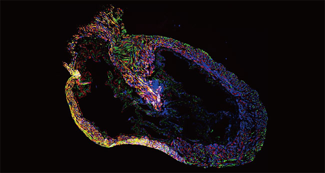 무지개쥐(rainbow mouse) 방광의 줄기세포를 보여주는 이미지. 녹색이 줄기세포다. 신 교수는 방광줄기세포를 세계 최초로 찾아냈고, 2011년 그걸로 ‘미니 방광’을 만드는 데 성공한 바 있다. 논문은 네이처에 나왔다. ⓒphoto 신근유