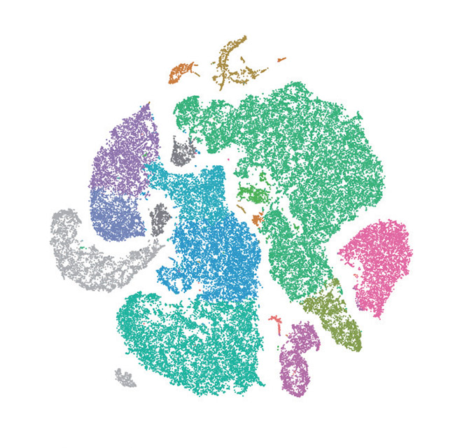 면역세포들을 찍은 이미지. 점 하나가 면역 세포다. 분홍색은 B세포, 윗부분의 초록색은 단핵세포, 왼쪽의 보라색과 이어지는 파란색이 T세포다.