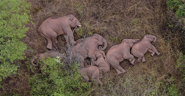 중국 윈난성에서 장거리 이동 중인 코끼리 떼가 풀밭에 누워 잠을 자고 있다. ⓒphoto 뉴시스