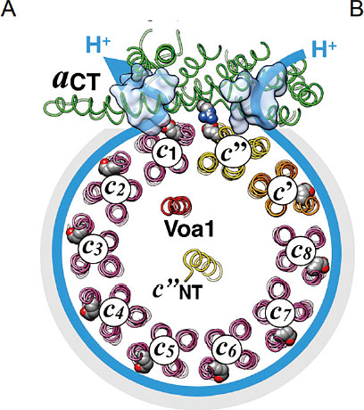 V-ATPase 단백질 안에서 양성자(H+)가 모터를 통해 전달되는 걸 보여주는 개념도. 이미지 노성훈 교수