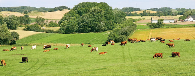 친환경적으로 소를 키우는 덴마크 농가. 덴마크에서의 ‘굿푸드’ 개념에는 육우의 생육 환경 등 동물복지가 중요한 요소로 자리 잡고 있다.