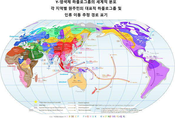 세계 각지의 대표적 유전자형 분포 양상 및 그에 기반해서 추정한 인구 이동 경로 지도출처: Chakazul 작성, Wikimedia commons License, https://commons.wikimedia.org/wiki/File:World_Map_of_Y-DNA_Haplogroups.png